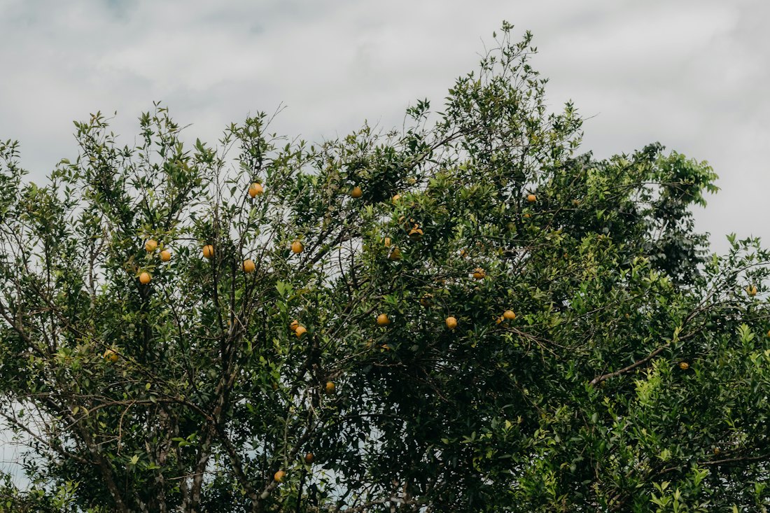 Árbol de cítricos.